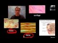 Anatomy and Physiology Insights Through Engaging Scenarios