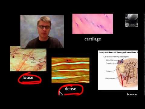 Wideo: Jaka jest funkcja anatomii i fizjologii?