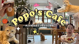 Popo’s Cafe Chiang Mai 🐈✨ คาเฟ่แมวฟิลโฮมมี่