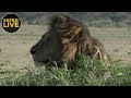 safariLIVE - Sunrise Safari - September 7, 2018