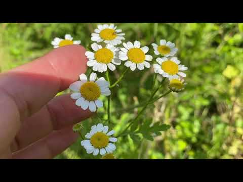 Video: Feurige Mutterkraut Blume. Wachsend