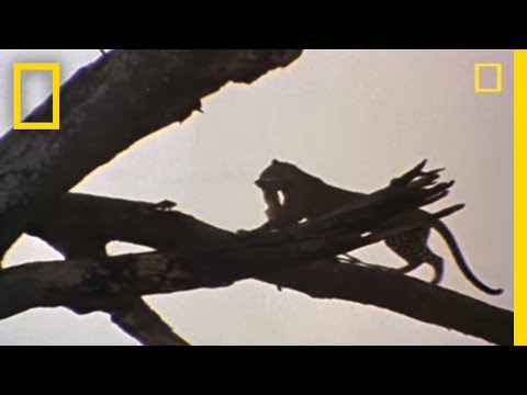 Animal Mysteries: Do Cats Always Land on Their Feet?