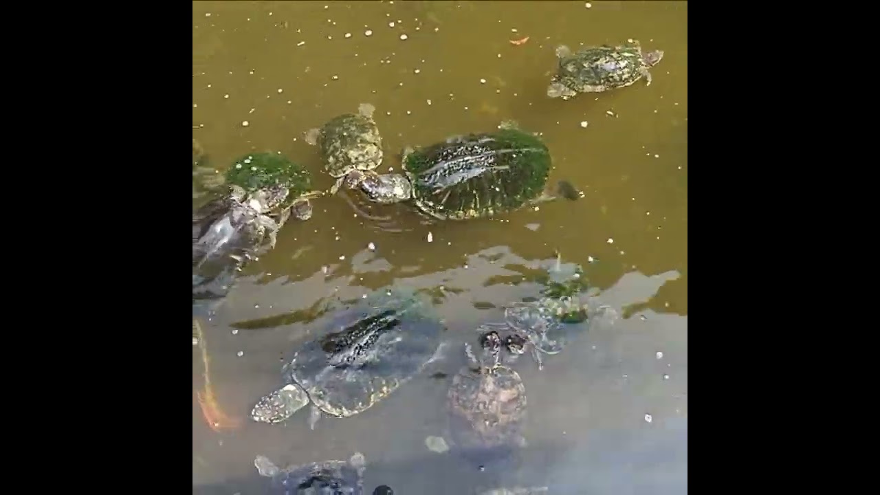 Pattaya 🇹🇭 ชมเต่าน้อยเต่าเลี้ยงน่ารักๆตะมุตะมิ🐢🐢 มอนสเตอร์ อควาเรียม พัทยา ชลบุรี