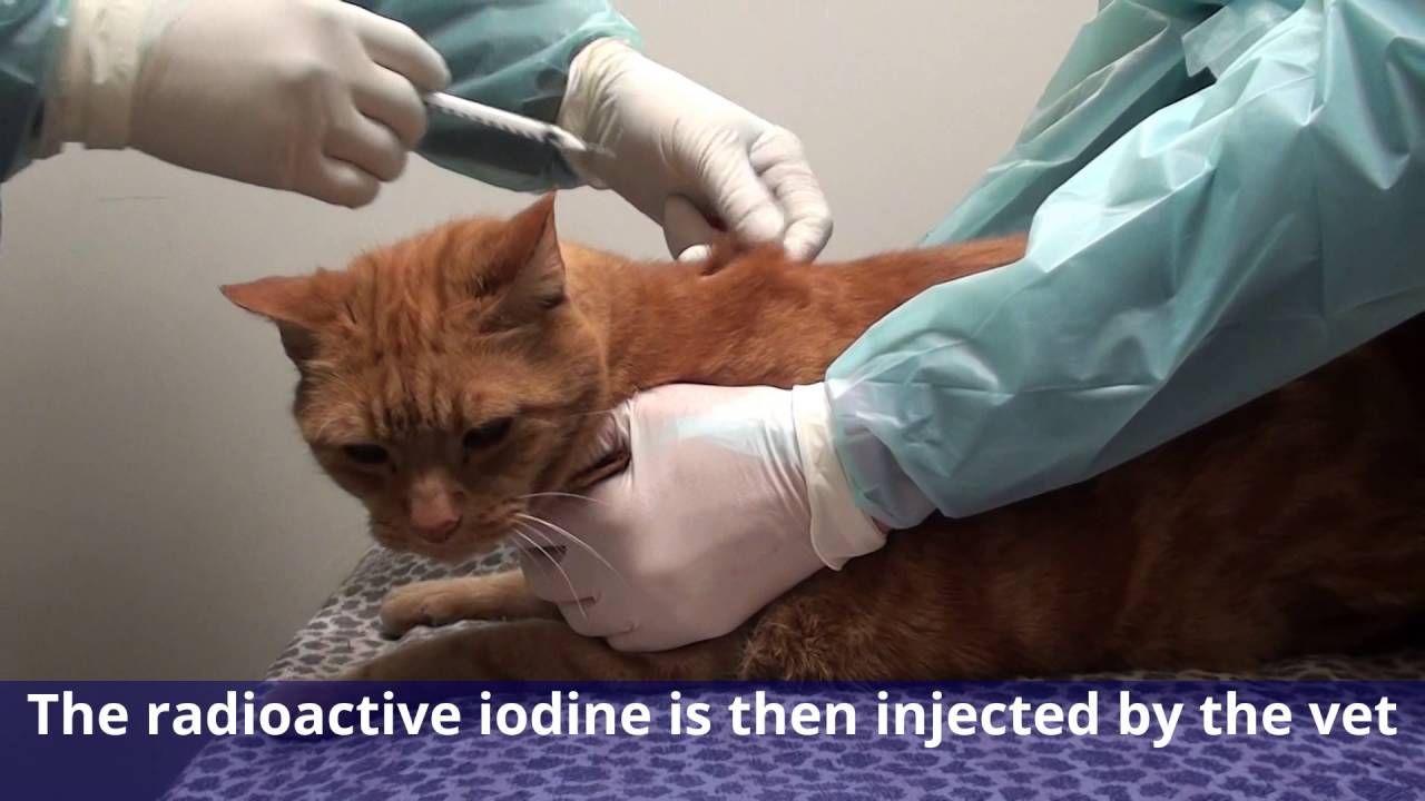 Image result for iodine cat hyperthyroidism