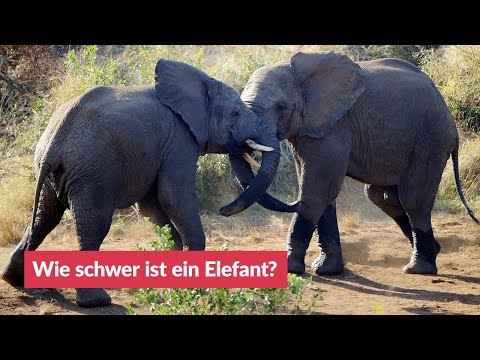 Video: Wie Viel Wiegt Ein Elefant