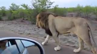 Lion Attack In Car Driver