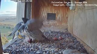 FalconCam 2022 08 30 Diamond mantling her prey