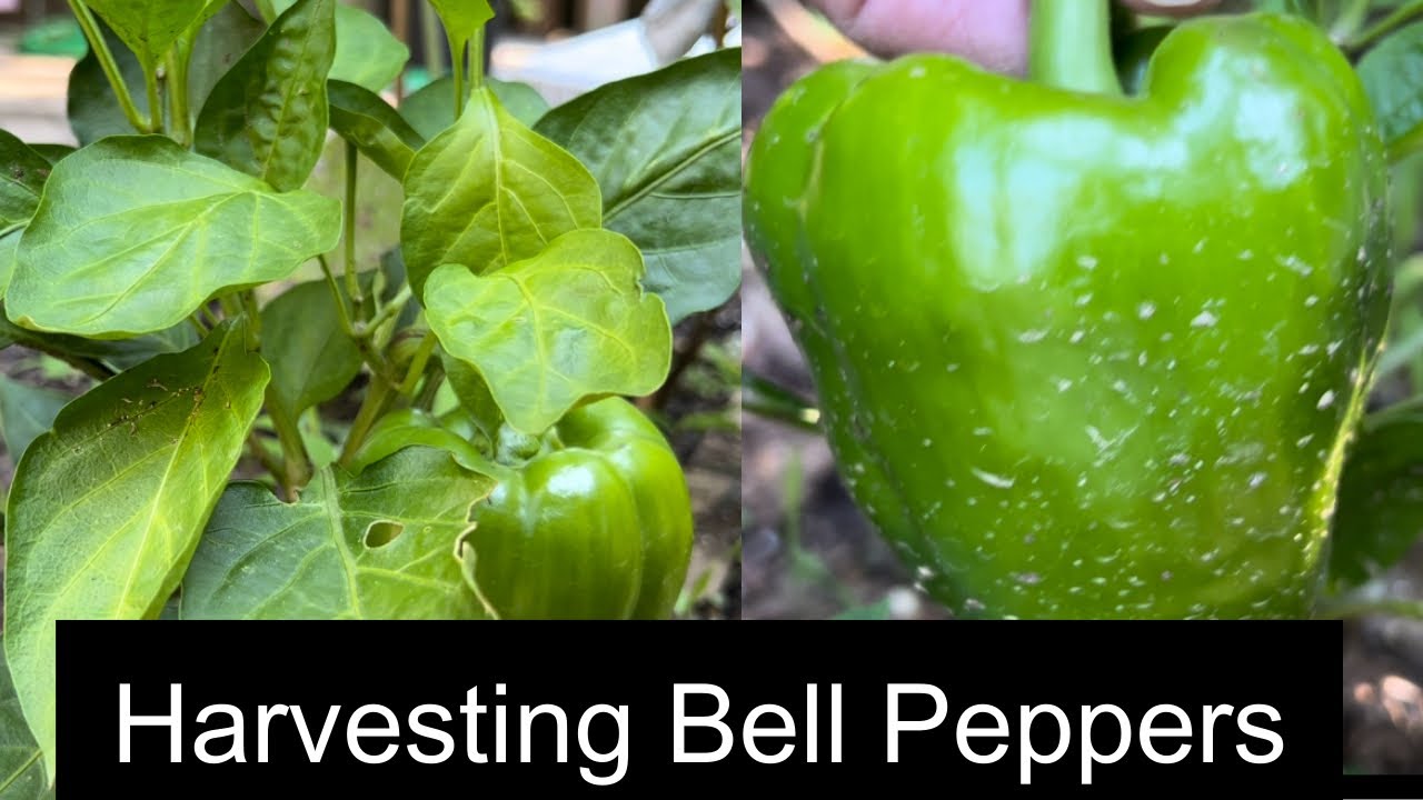 How to Grow Green Bell Peppers