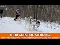 THOR GOES DOG SLEDDING WITH NORA, MEMPHIS AND SHELBY