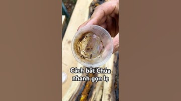 Cách bắt Chúa Ong Dú nhanh gọn lẹ #stinglessbee #bee #ongdu