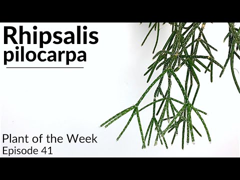 How To Care For Rhipsalis pilocarpa | Plant Of The Week Ep. 41