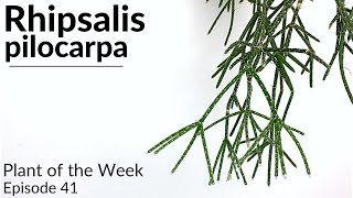 How To Care For Rhipsalis pilocarpa | Plant Of The Week Ep. 41