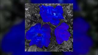 Noah Gray - until spring (Official Audio)