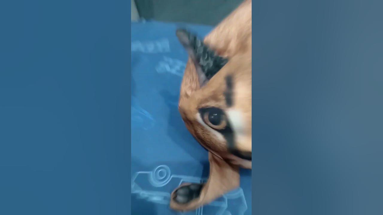 блуп туп - YouTube