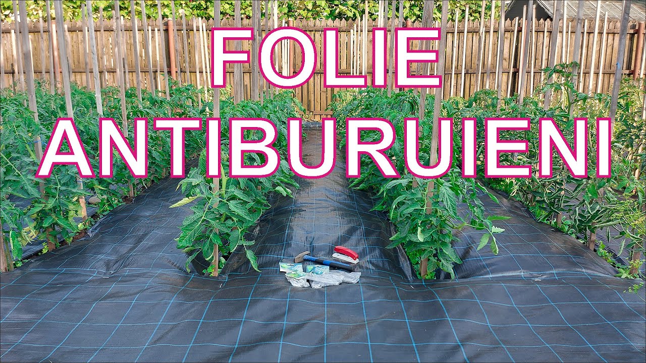 AM PUS FOLIE ANTIBURUIENI LA ROŞII ŞI MURI. MULCIREA SOLULUI CU AGROTEXTIL