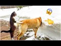 Best Funny Animal Videos Pt1🤣-OMG So Cute😍😂/TikTok Pet City/