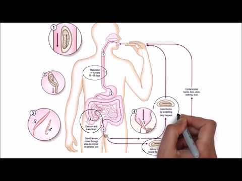 Video: Analisis Enterobiasis - Kami Menyerahkan Ujian Enterobiasis Yang Betul