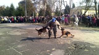 Немецкая овчарка нападения(В Видео показано как немецкие овчарки роботают в паре в нападении на костюм, очень интересная робота парой., 2016-01-03T17:14:00.000Z)