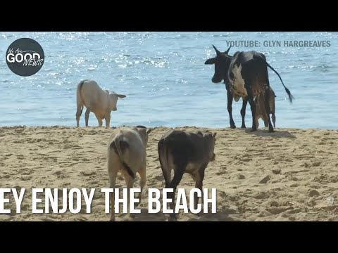 Friends Not Food: Cows