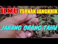 Inilah Ilmu Ternak Jangkrik Yang Jarang Orang Tahu