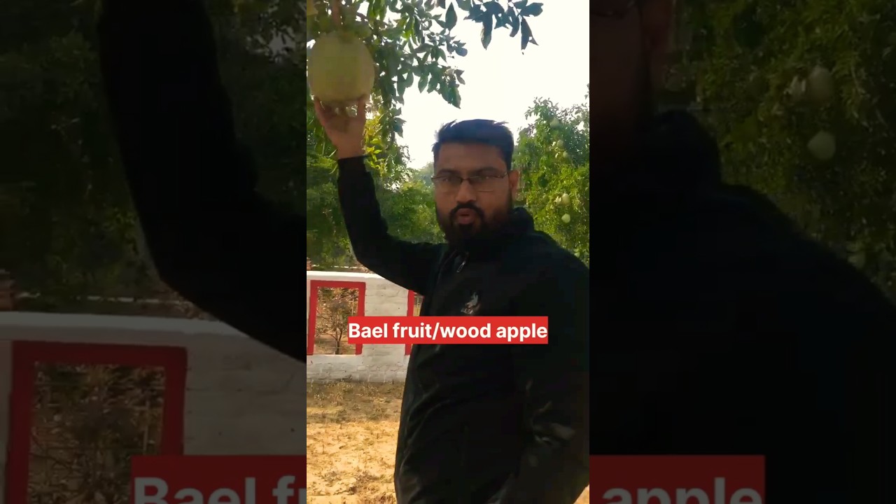 Bael fruit/Wood apple 