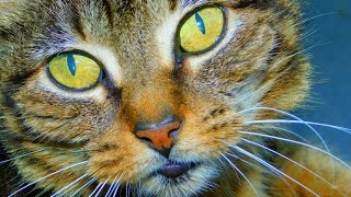 Cat Vs Squirrel Mississippi Wildlife