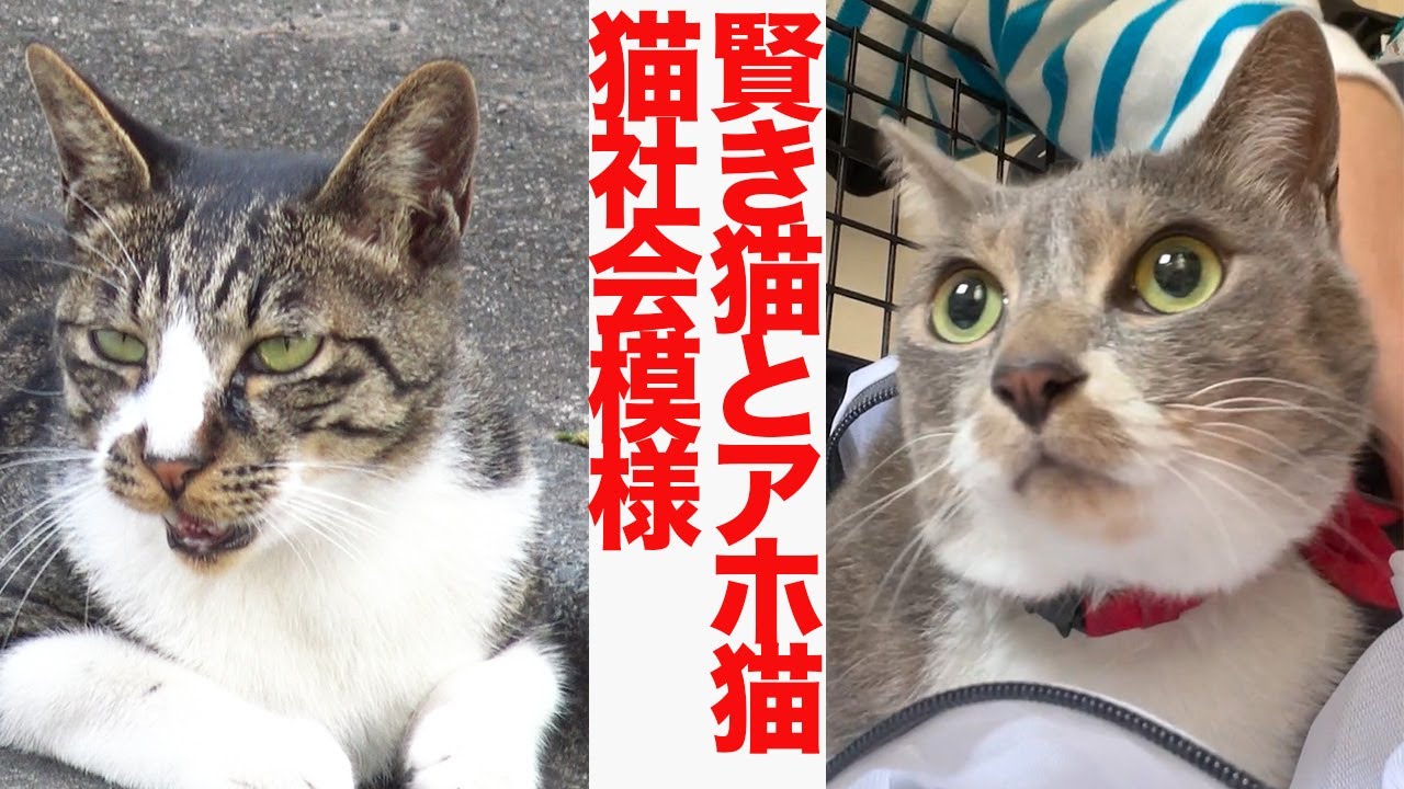 賢き猫とアホ猫、野良猫社会で共存する - YouTube