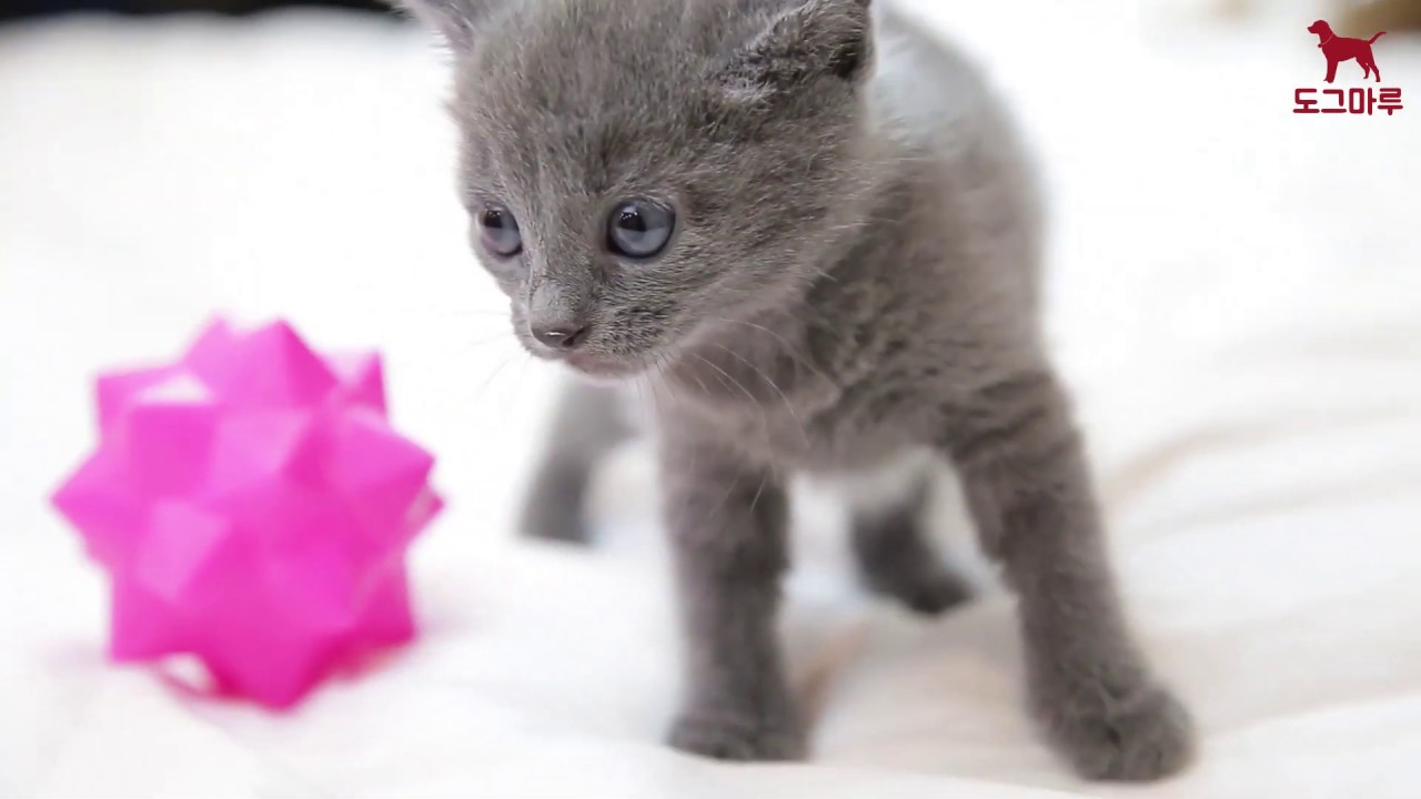 러시안블루 분양 : 고양이분양 도그마루 - 고양이펫샵, 뱅갈, 뱅갈고양이, 애완고양이, 아기고양이키우기, 아기고양이, 고양이키우기, 새끼고양이,  브리시티쇼트헤어, 메인쿤, 메인쿤분양, 평택고양이분양, 의정부고양이분양, 고양이분양가, 새끼고양이분양