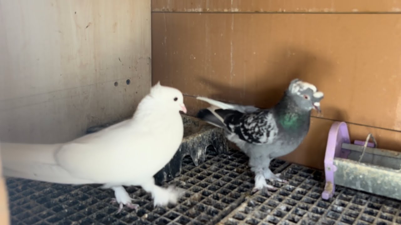 Uzun bir aradan sonra tekrardan kuşlarımıza kavuştuk güvercin  yuvamızda esrarengiz olaylar olmuş 