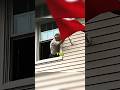 Swastika appeared on US church windows #history #unitedstates #ww2