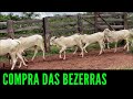 Compra das Bezerras Nelore do Edmilson