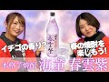 【数量限定】本格芋焼酎『海童 春雲紫』春限定の味が絶品＆映えるボトルで女性にもオススメ！