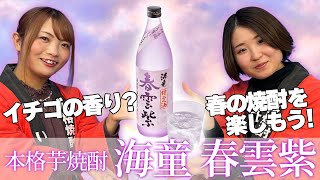 【数量限定】本格芋焼酎『海童 春雲紫』春限定の味が絶品＆映えるボトルで女性にもオススメ！