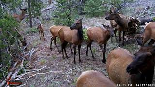 3 Week Old Baby Elk | MIKE HUNTS by Mike Hunts 906 views 2 years ago 8 minutes, 14 seconds