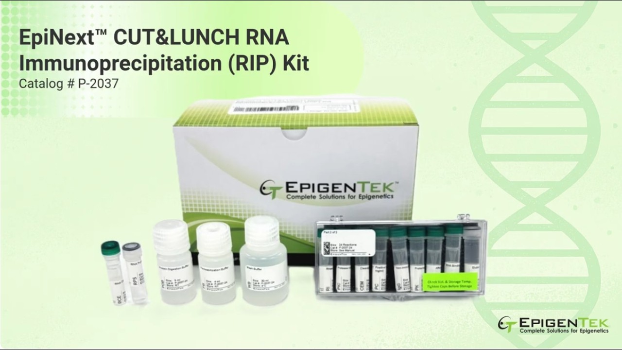 2-Hour RNA Immunoprecipitation