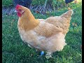 Breed Overview:  Buff Orpington Chickens