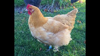 Breed Overview:  Buff Orpington Chickens