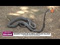 #Ecozone: Unique snakes in Uganda&#39;s Reptile Village