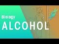 Alcohol | Health | topic | FuseSchool
