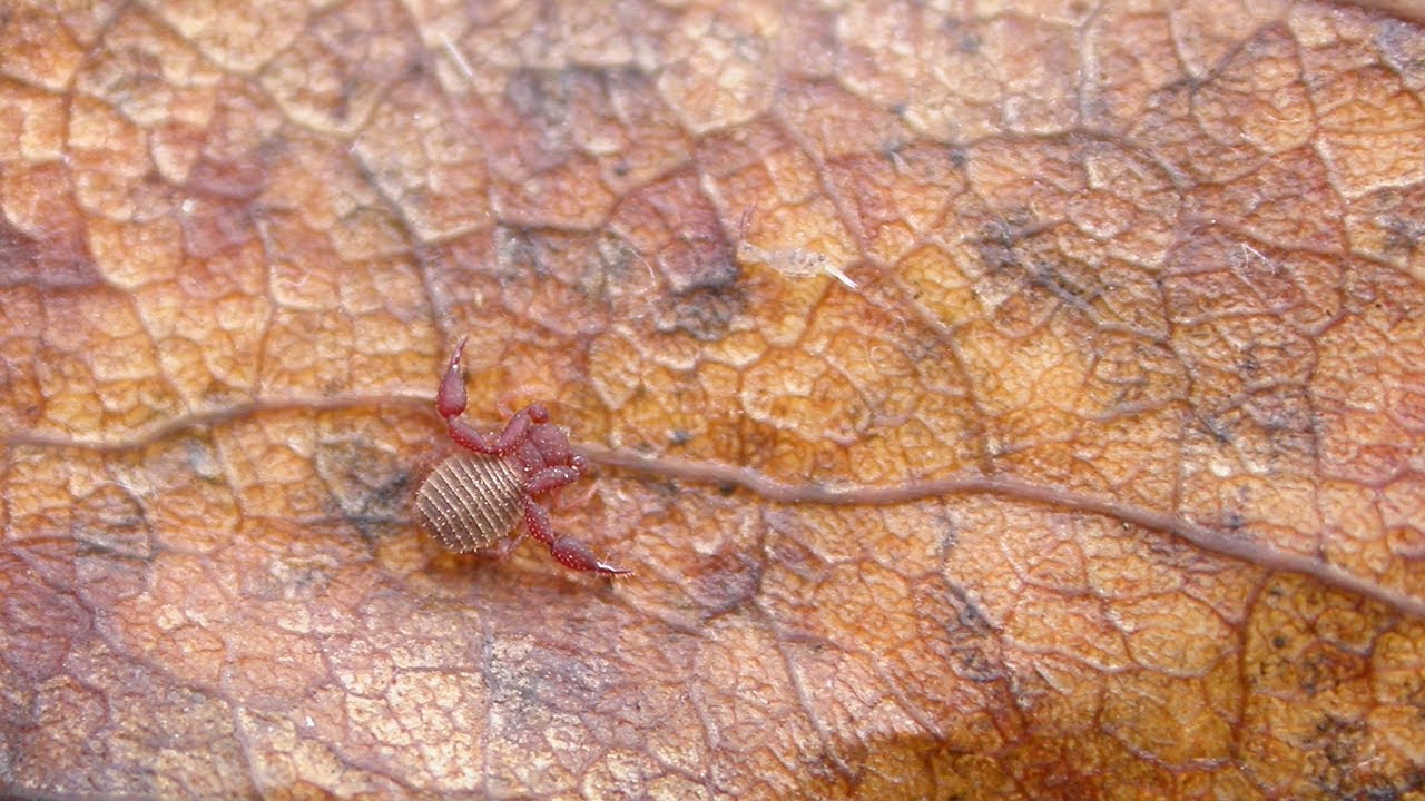 An ID conundrum from a stable sample