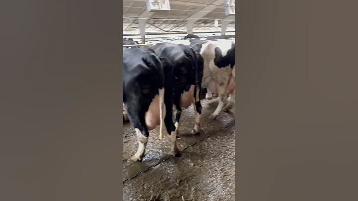 American cow farm for 10,000 cows #farming #cow #american #farm