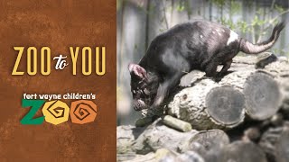 Fort Wayne Children’s Zoo: Mealtime with Tasmanian Devils