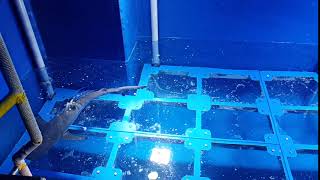 Dubai aquarium & underwater zoo ...