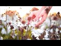 Why India ❤️ Cotton? |vlog #indianfashion #cotton #makeinindia #shoplocal