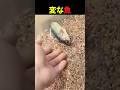 この魚はなにがしたいの?