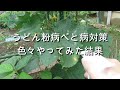 うどん粉病べと病対策色々やってみた結果【キュウリのうどん粉病】【重曹オイル】【酢にんにく唐辛子液】