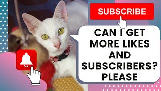Want Some Cute Cat Videos? Dont Forget To Like, Share, And Subscribe To Our Channel