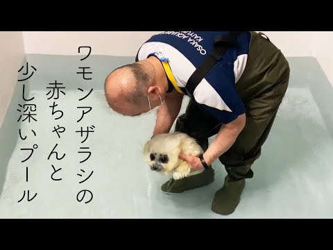 ワモンアザラシの赤ちゃん  