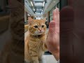 Security Kantor Ini Digaji Whiskas 😭🐱