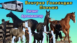 Көптөн күткөн Аргымактар келди👆